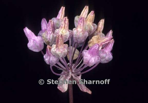 dichelostemma volubile 6 graphic